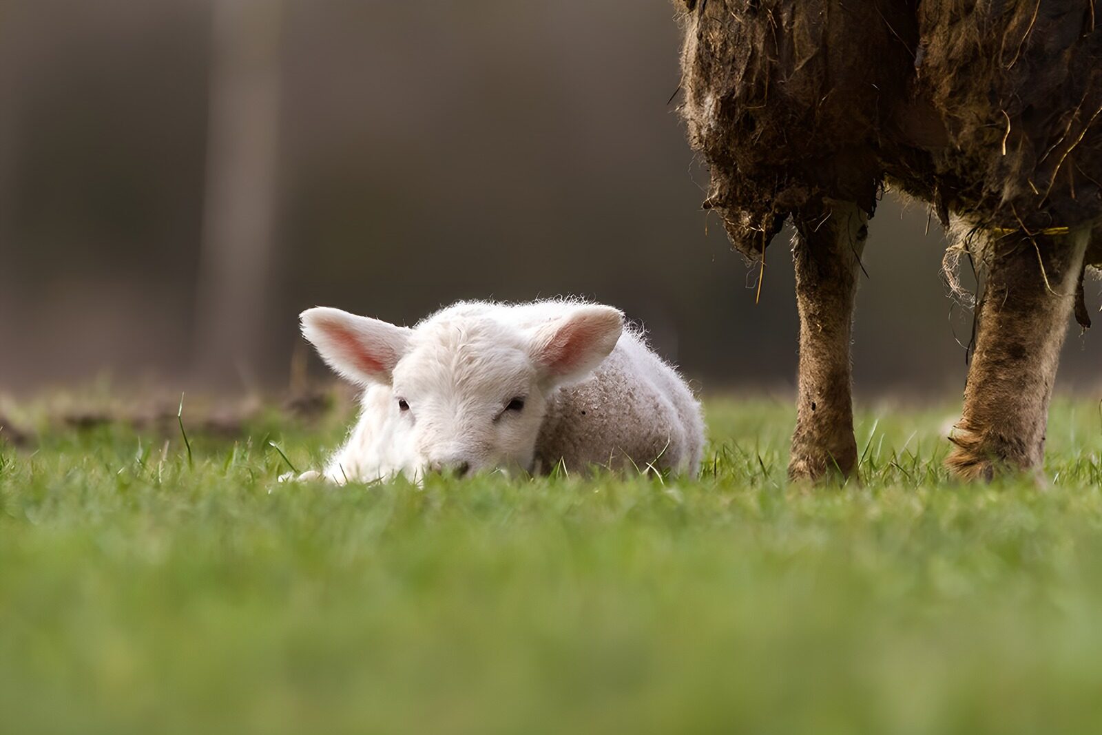 TP16548: Baby lam bij zijn moeder in het gras