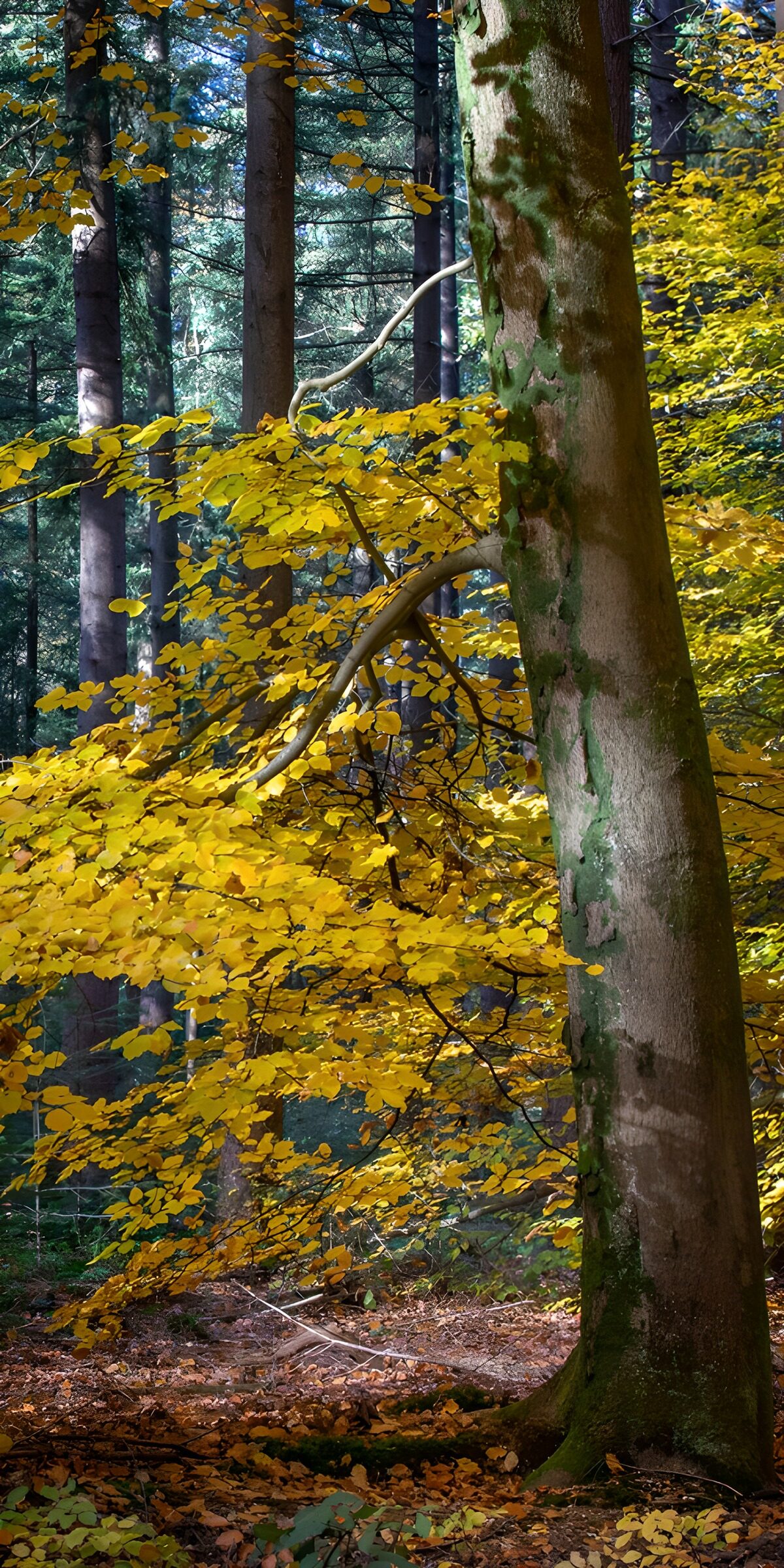TP43305: Bos in herfst 2