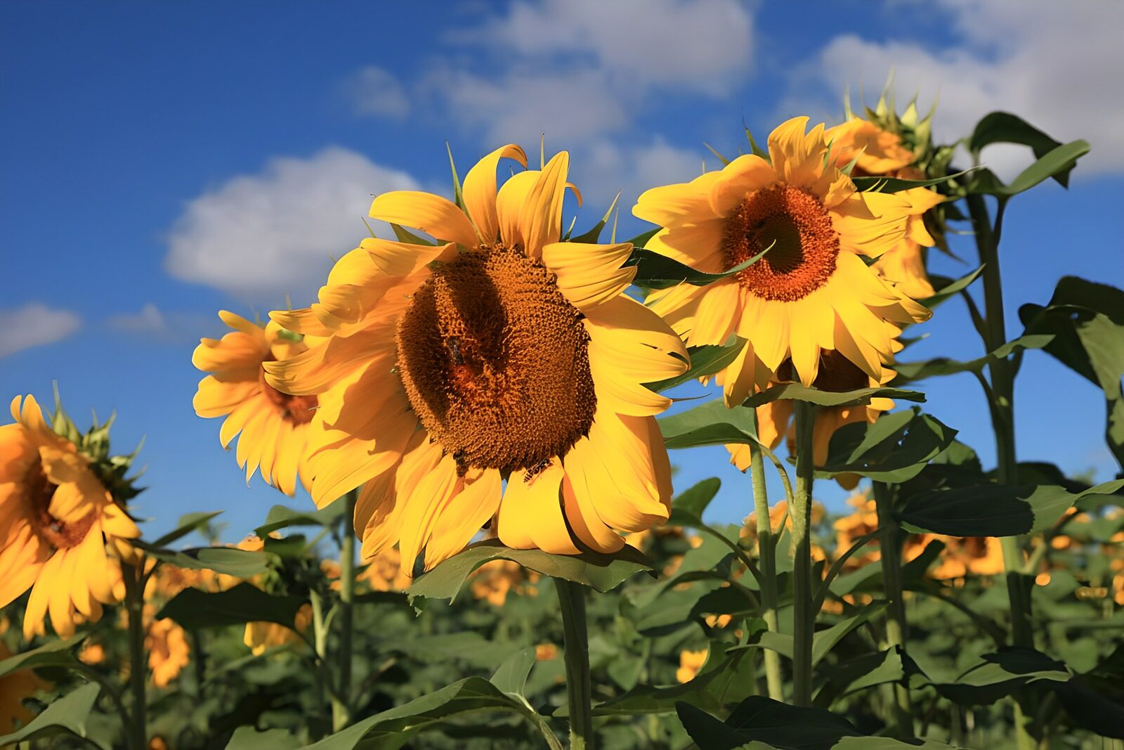 TP52758: Zonflower veld onder een blauwe lucht