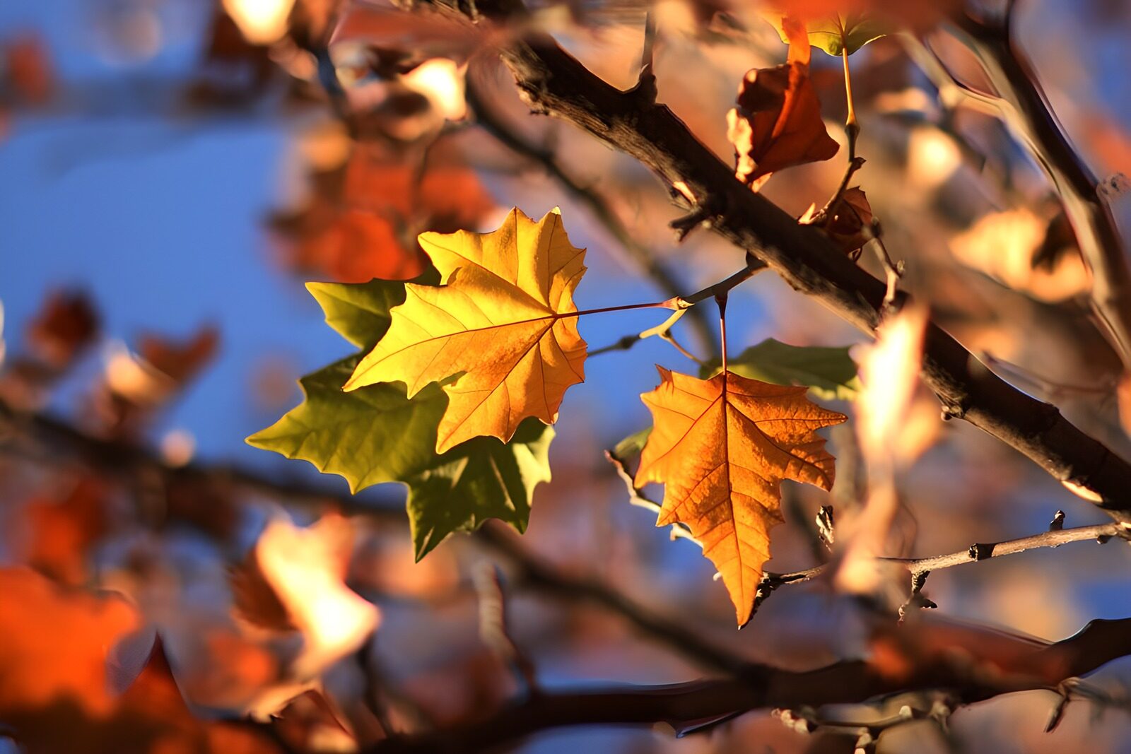 TP11922: Kleurige herfstbladeren tegen de lucht