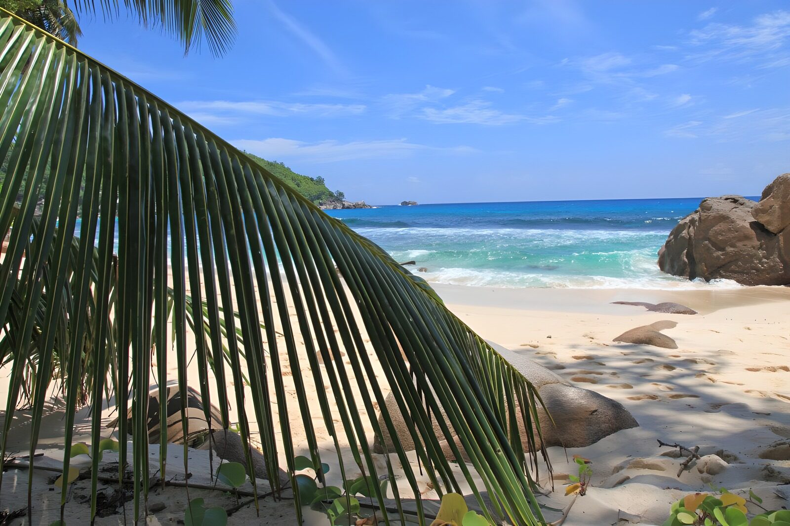 TP95860: Tropisch strand met palmbomen