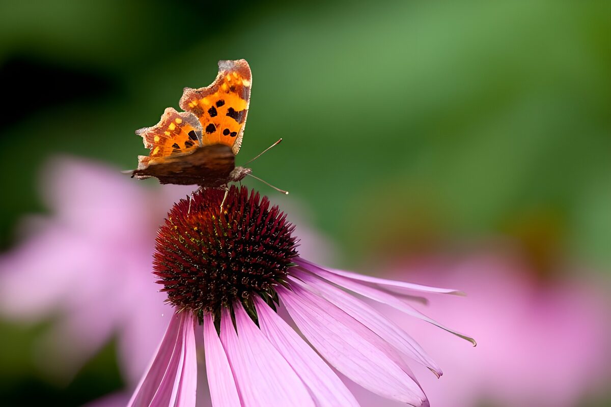 Vlinder gehakkelde Aurelia op zonnehoed bloem