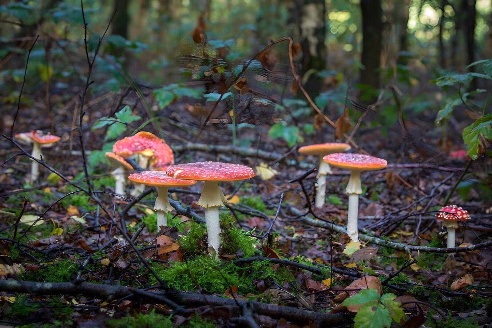TP95912: Vredige paddenstoelen in het bos