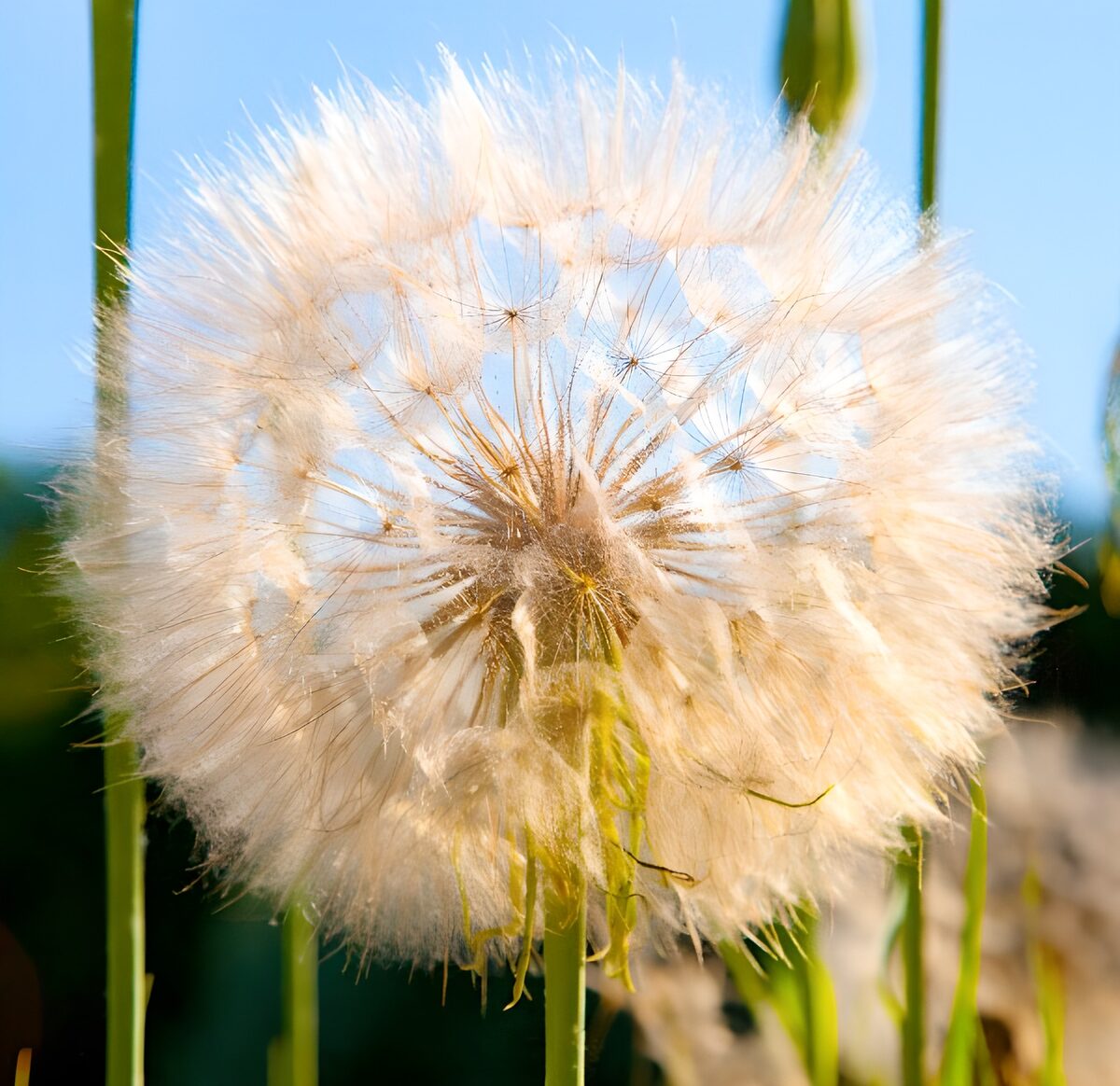 Witte pappus