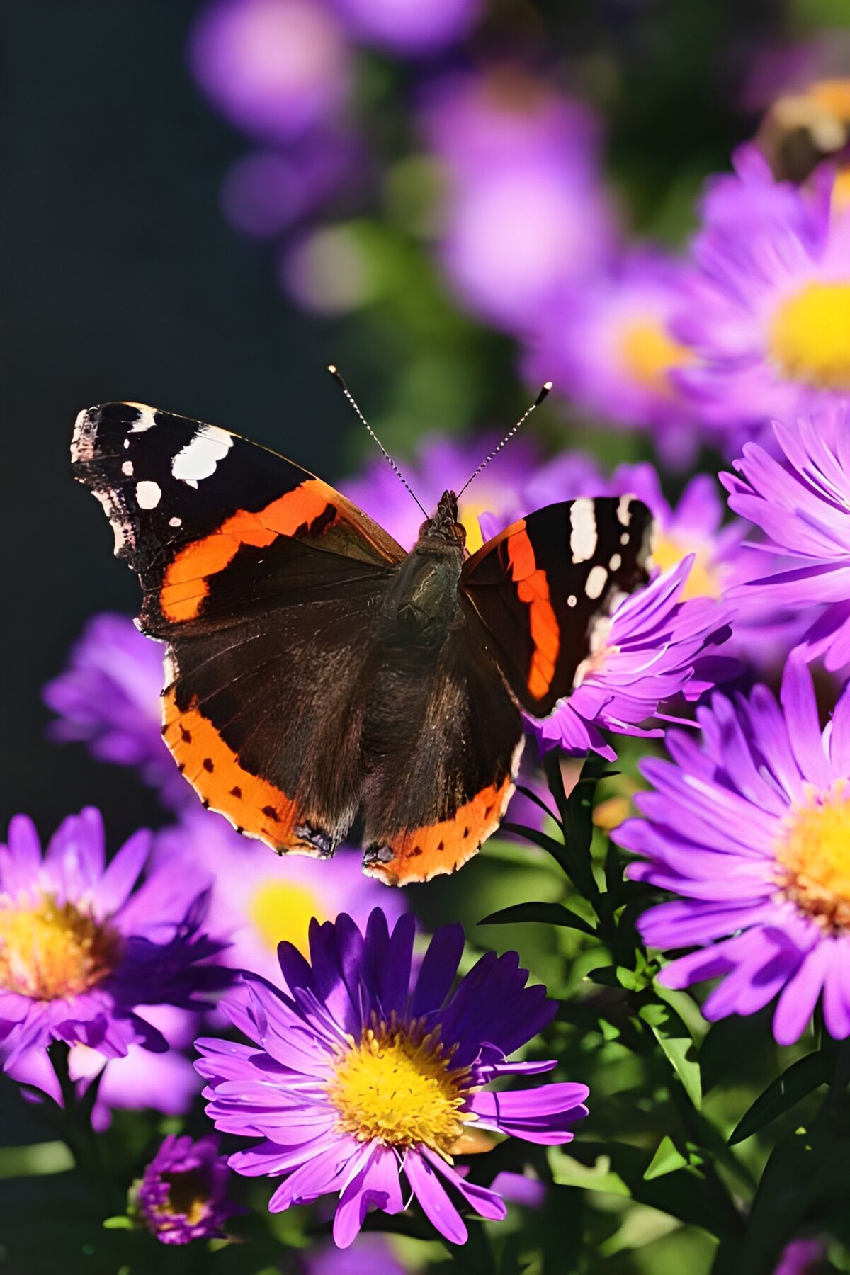 Atalanta vlinder op paarse margriet