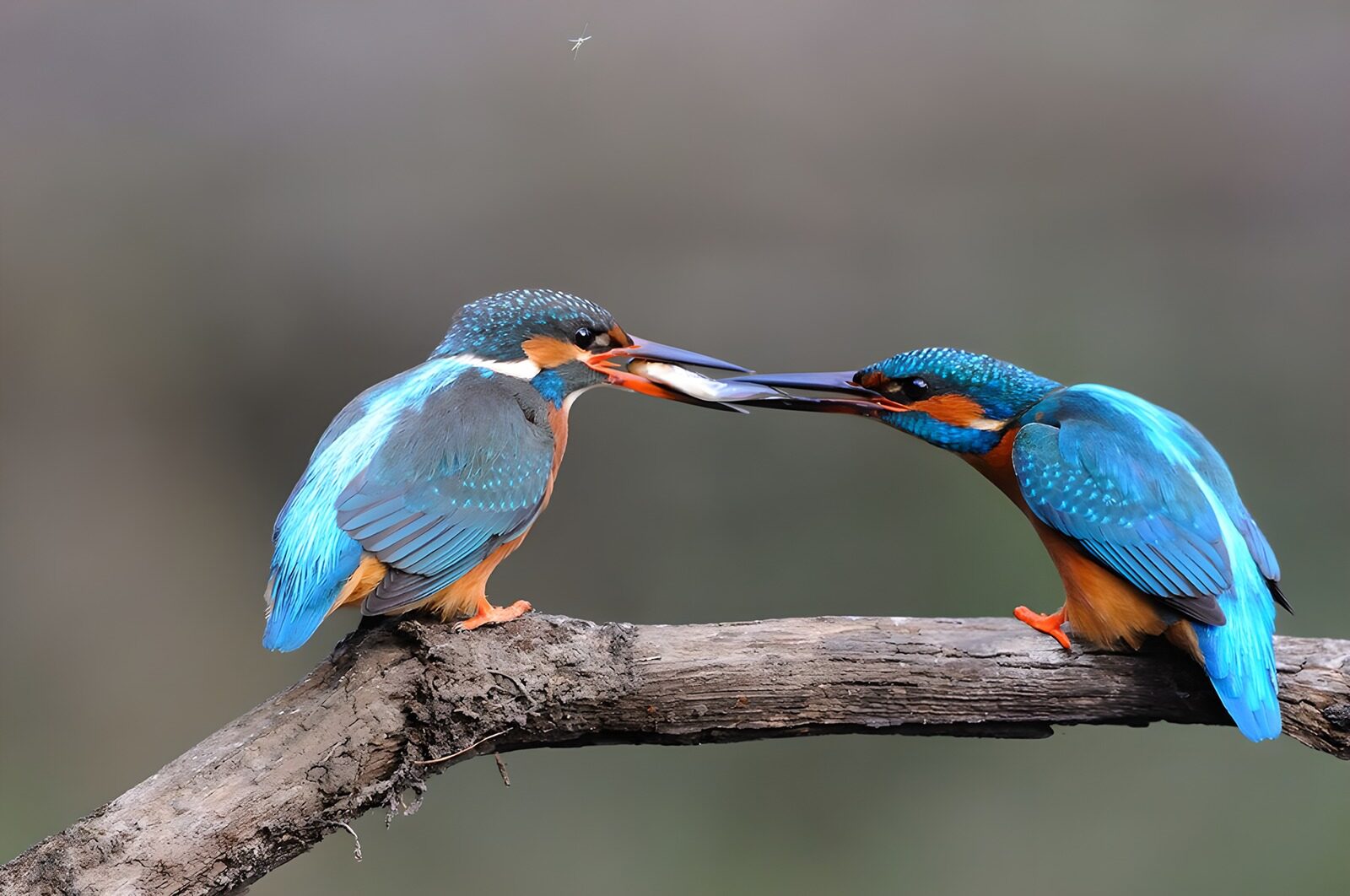 TP87203: Twee ijsvogels in actie