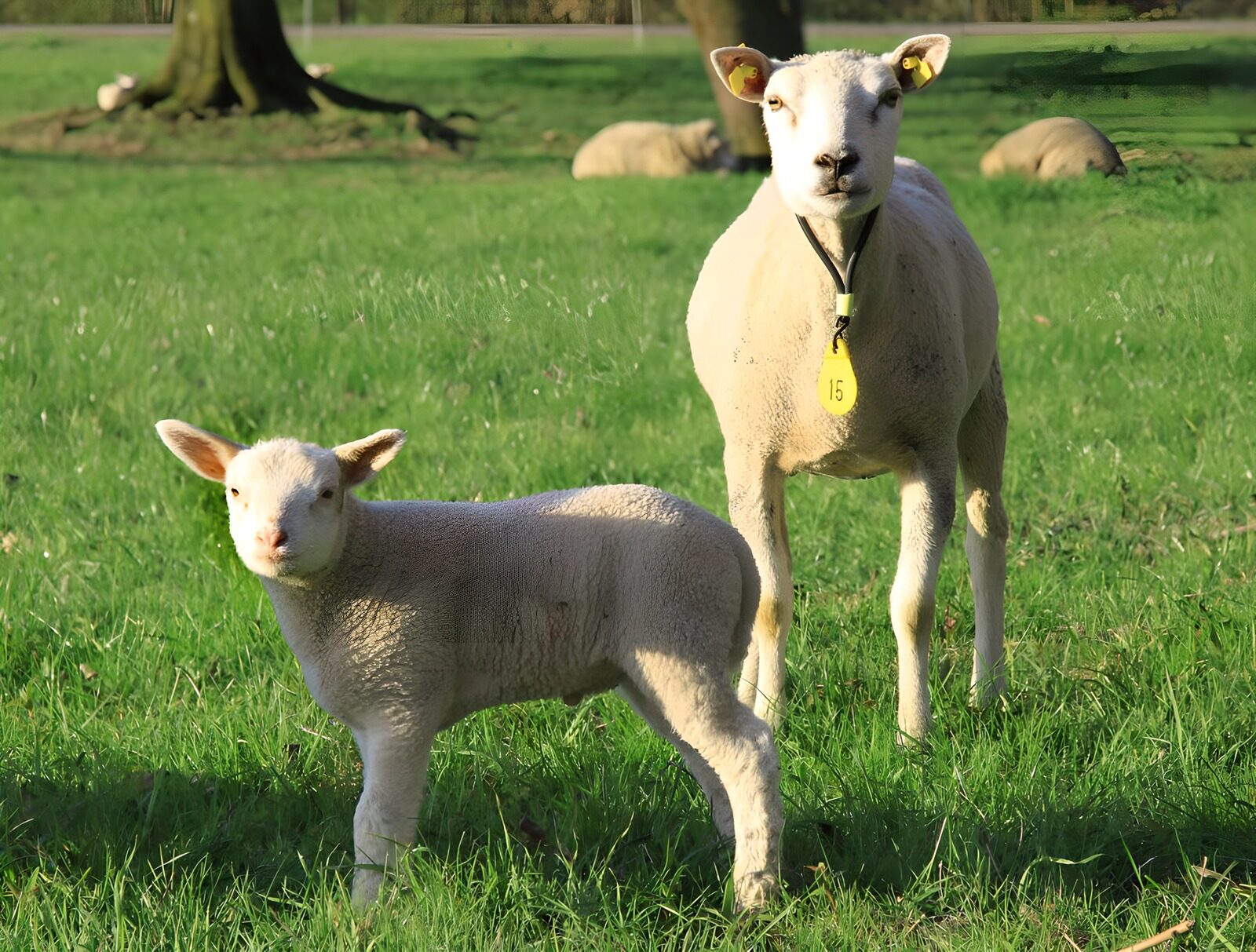 TP92155: Twee lammetjes in het weiland