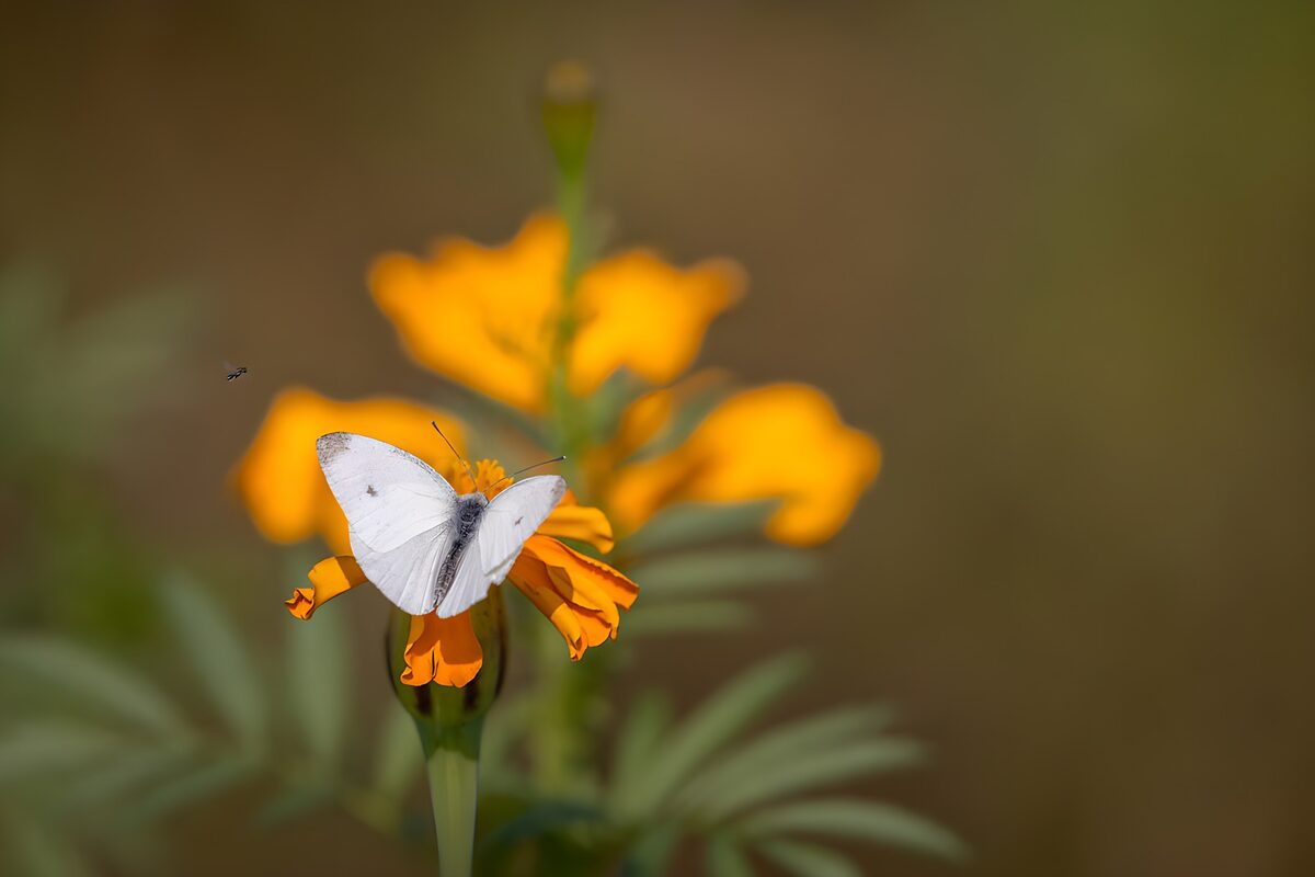 Wit vlinder op een geel bloem