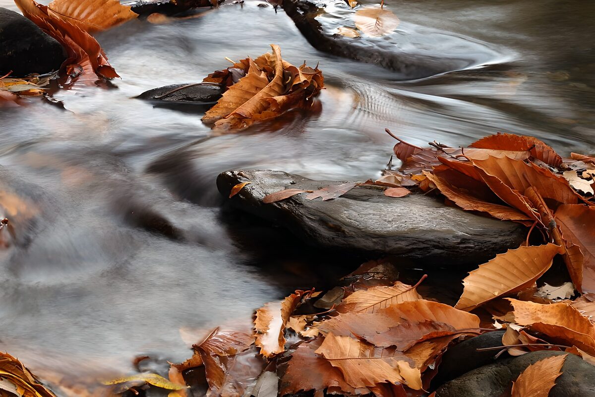Stroom met herfstbladeren