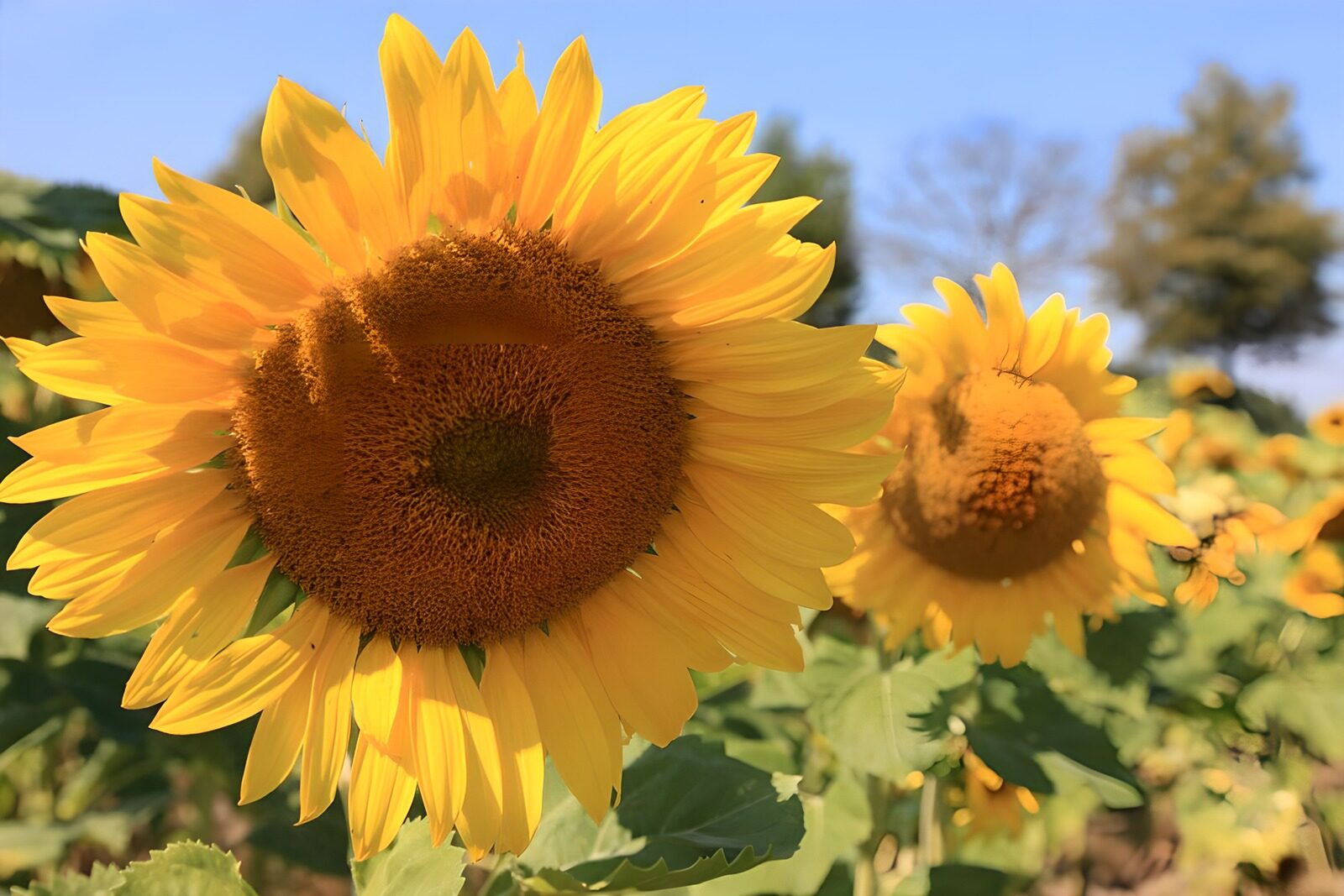 TP28531: Stralende Zonnebloemen in de Zomerzon