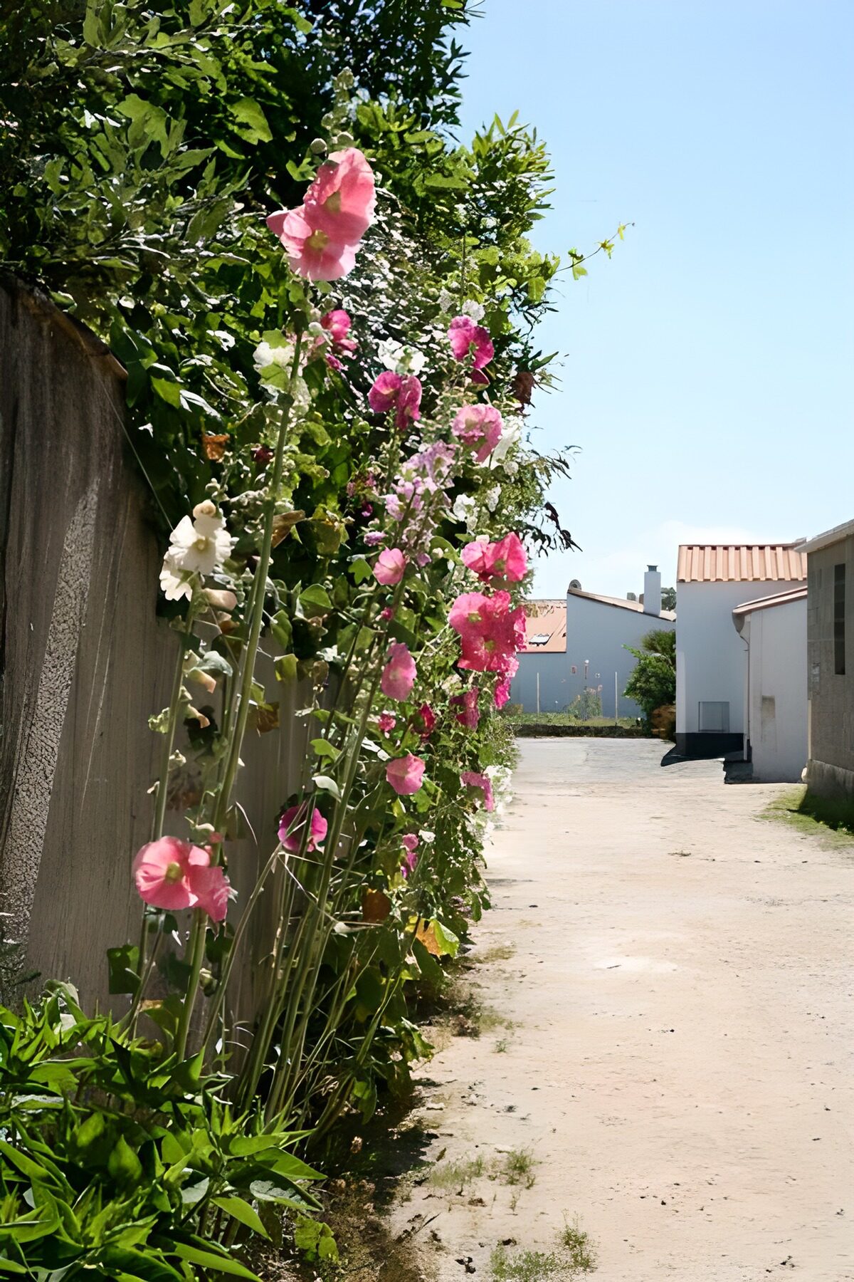 Aantal bloemen langs de weg met huizen