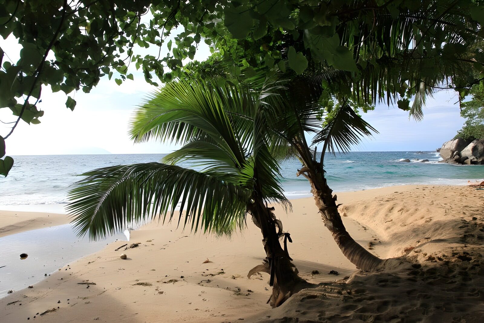 TP33290: Tropisch strand met palmbomen
