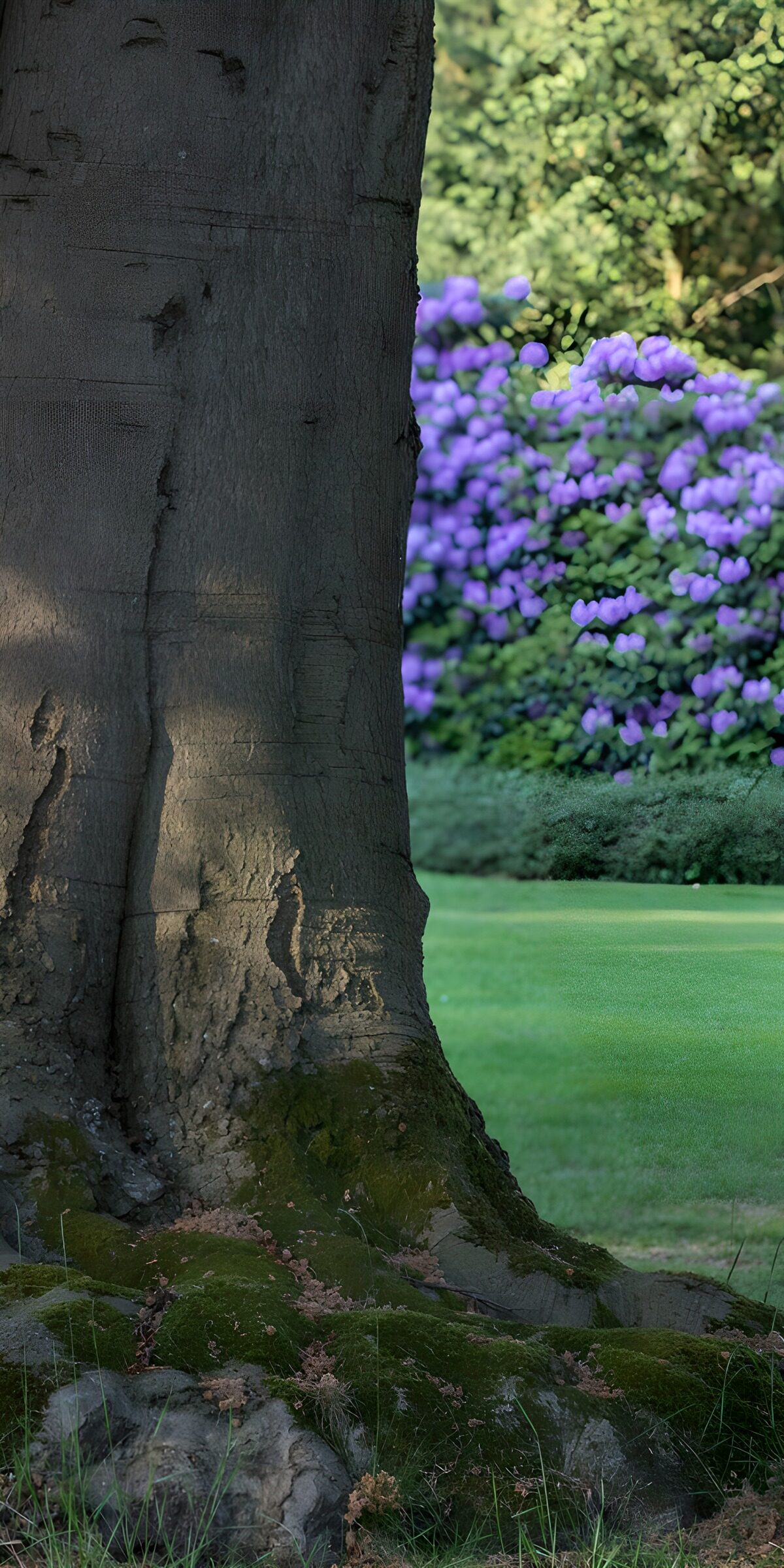 Beuk en rhododendron
