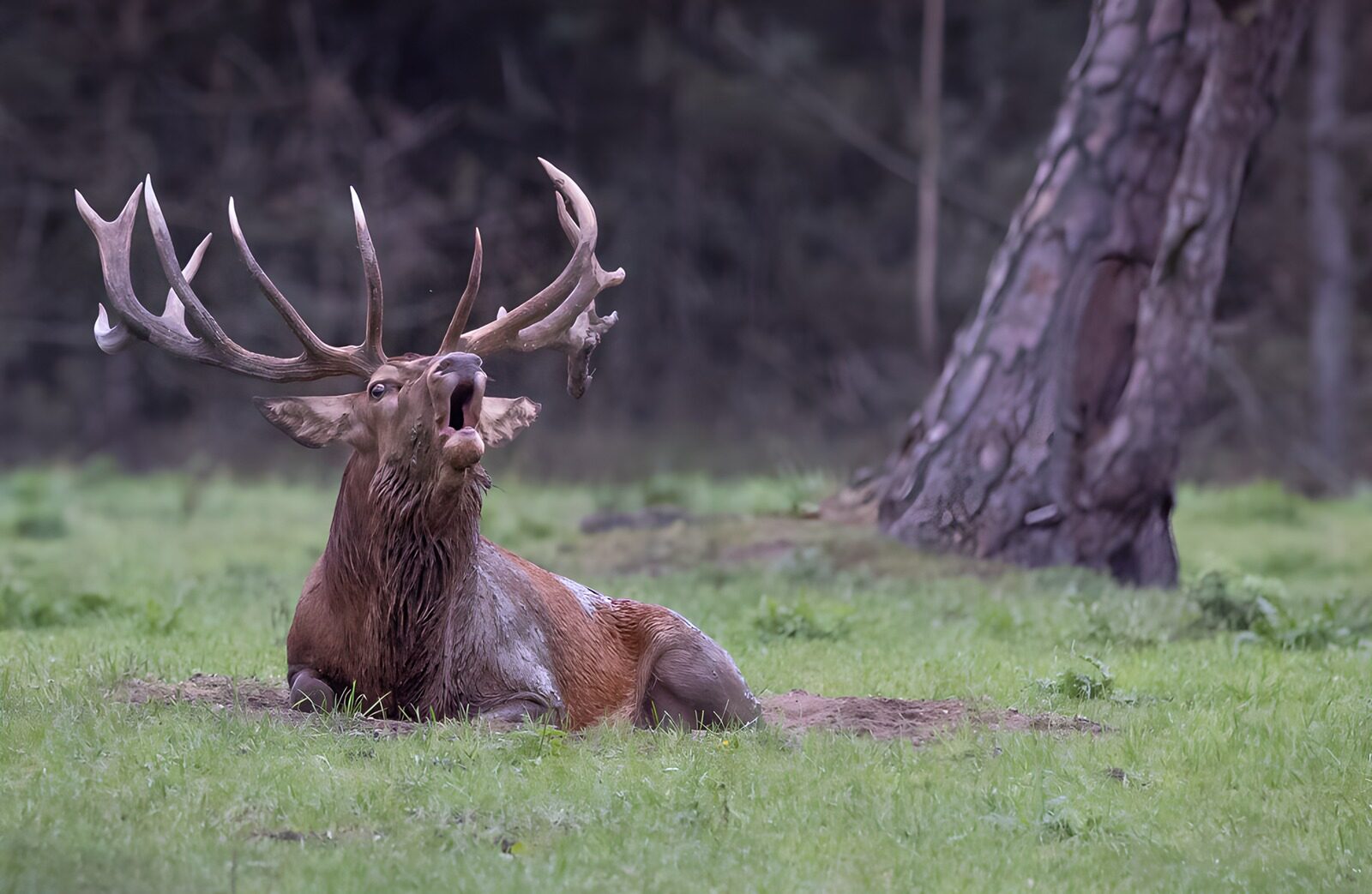TP31849: Majestueuze hert in zijn natuurlijke omgeving
