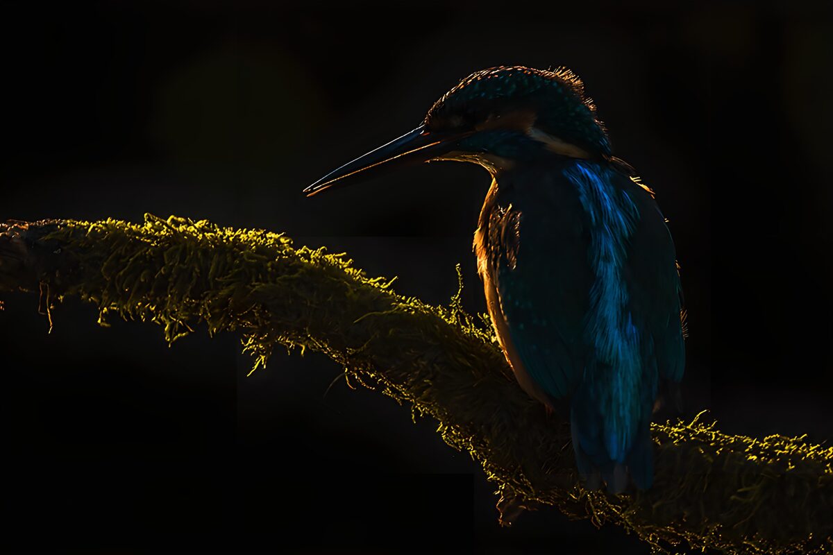TP89017: Blauwe ijsvogel in silhouet