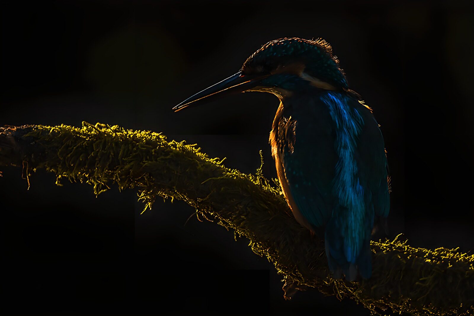 TP89017: Blauwe ijsvogel in silhouet