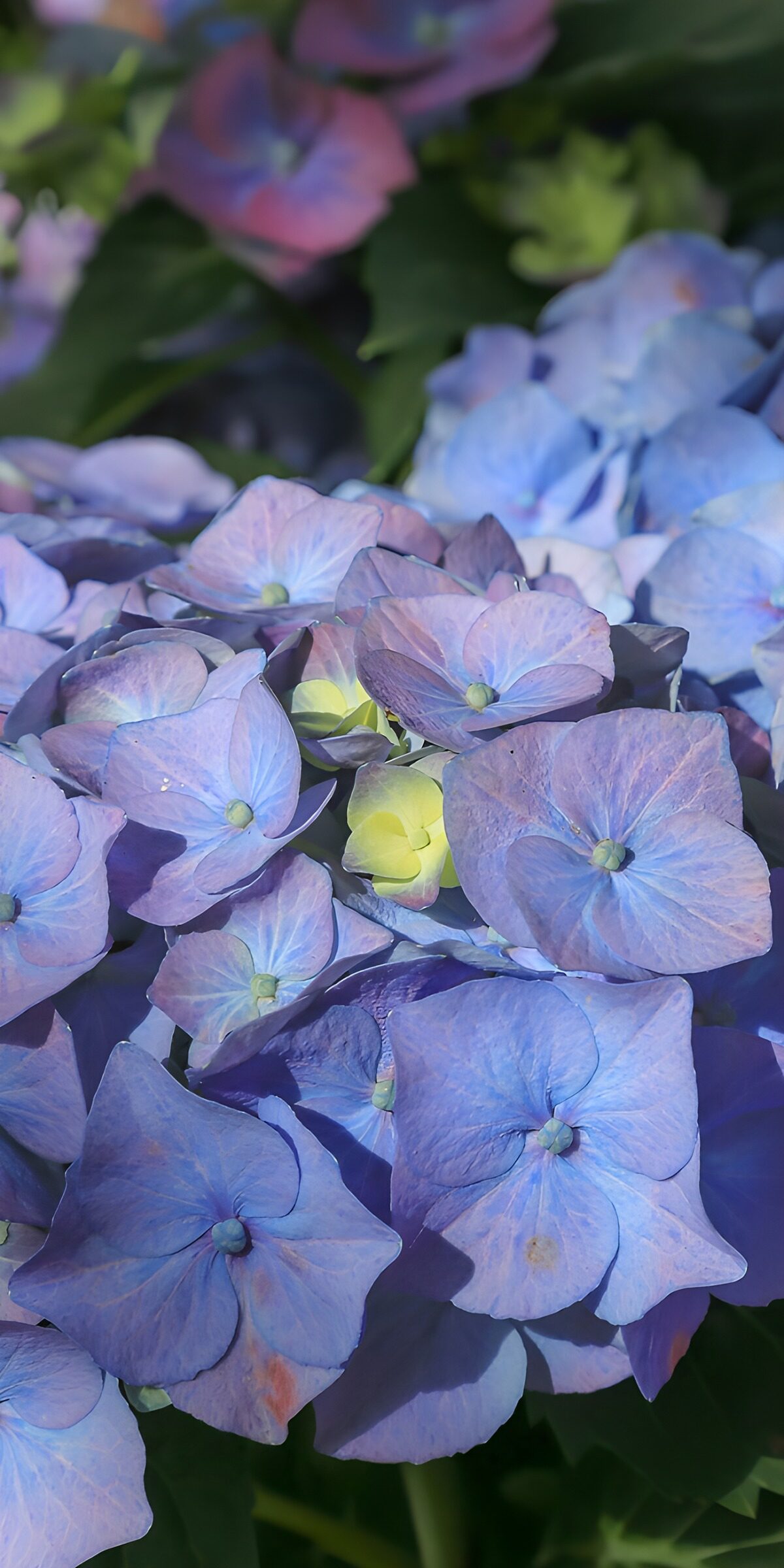 TP65410: Prachtige blauwe hortensia's in bloei