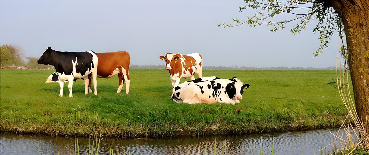 Vrijlopende koeien in het groene weiland