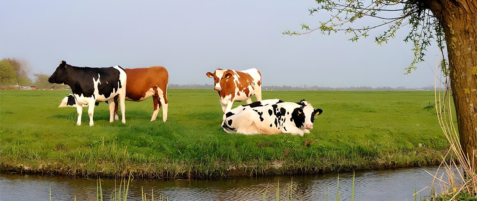 TP33297: Vrijlopende koeien in het groene weiland