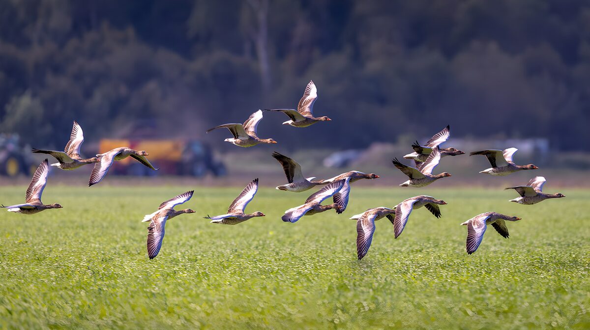 TP44809: Groep vogels in volle vlucht