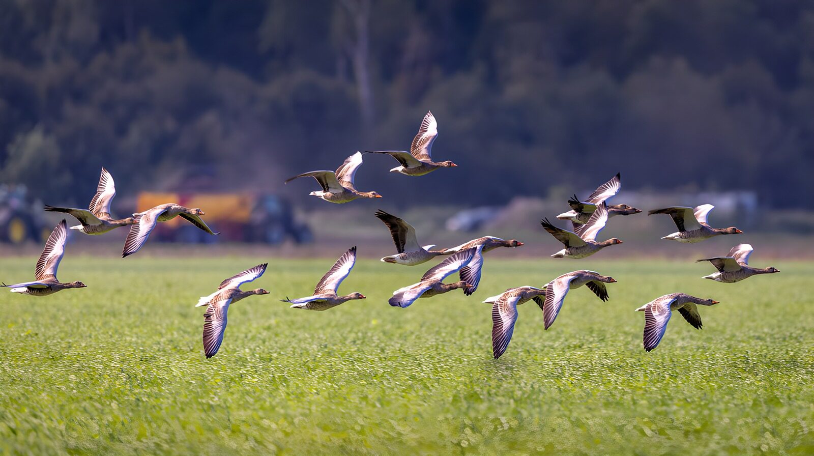 TP44809: Groep vogels in volle vlucht