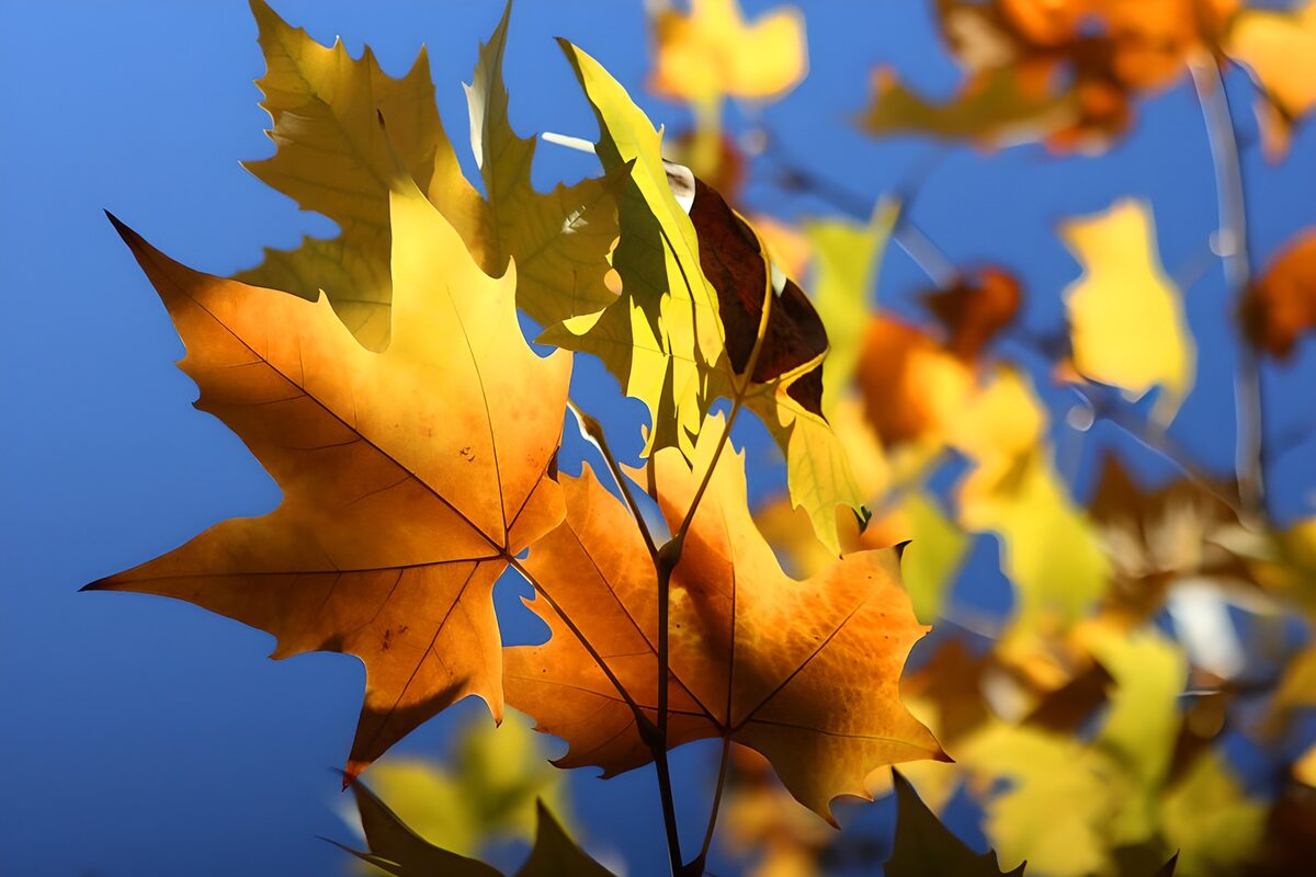 Kleurrijke Herfstbladeren تحت blauwe luch