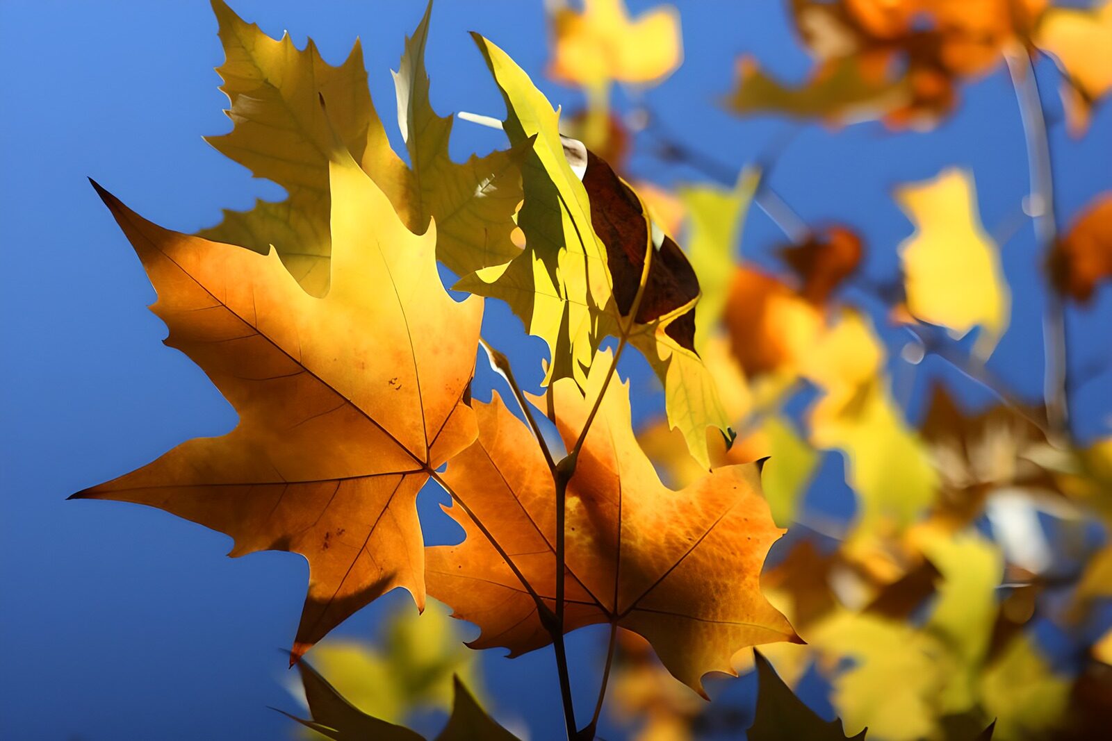 TP34990: Kleurrijke Herfstbladeren تحت blauwe luch