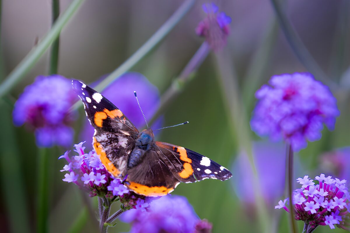 Distelvlinder in bloementuin