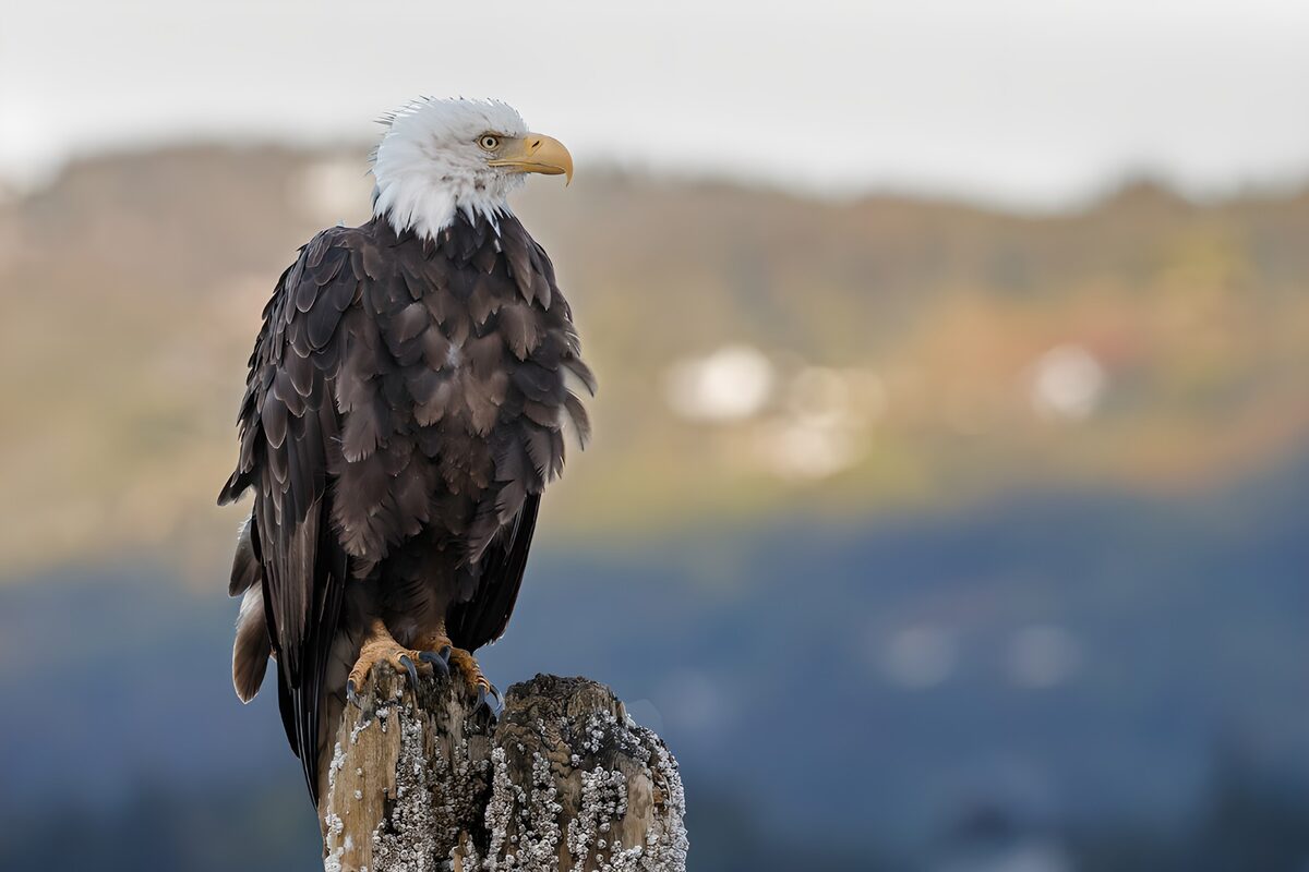 TP45901: Amerikaanse zeearend op een paal
