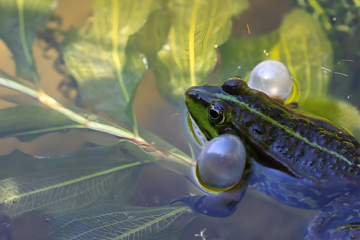 Kikker met luchtbellen in het water