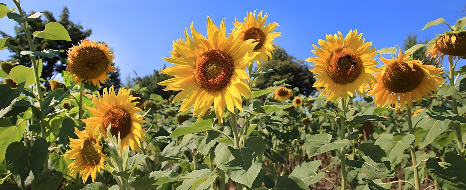 TP22214: Zonnige Zonnebloemen in het Veld