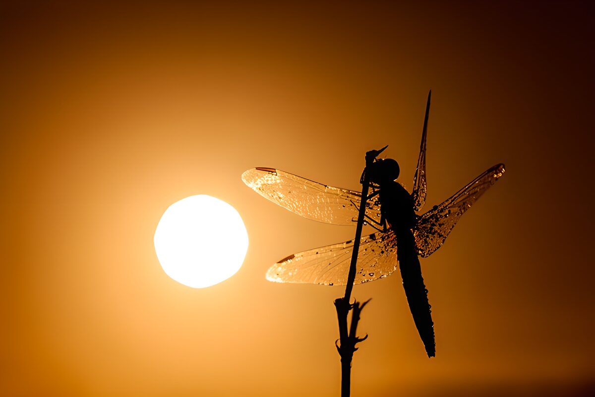 Libelle bij zonsondergang