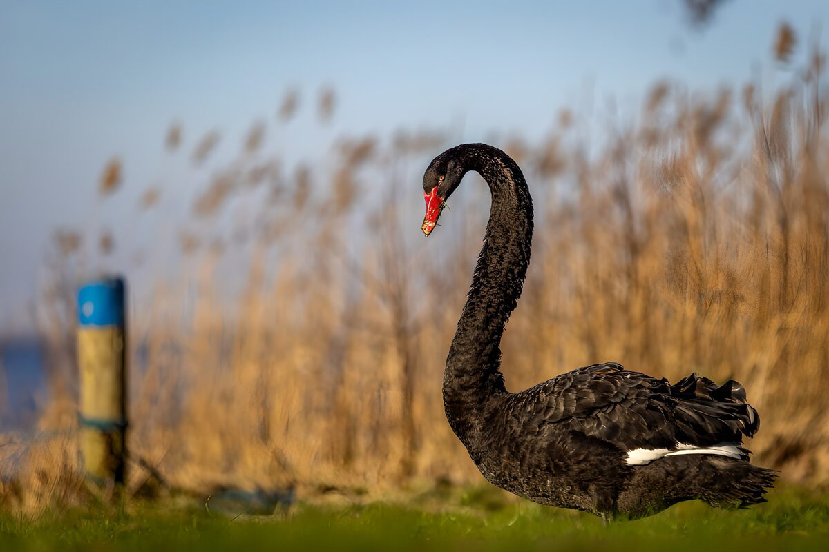 TP11917: Zwarte zwaan in natuurlijk habitat