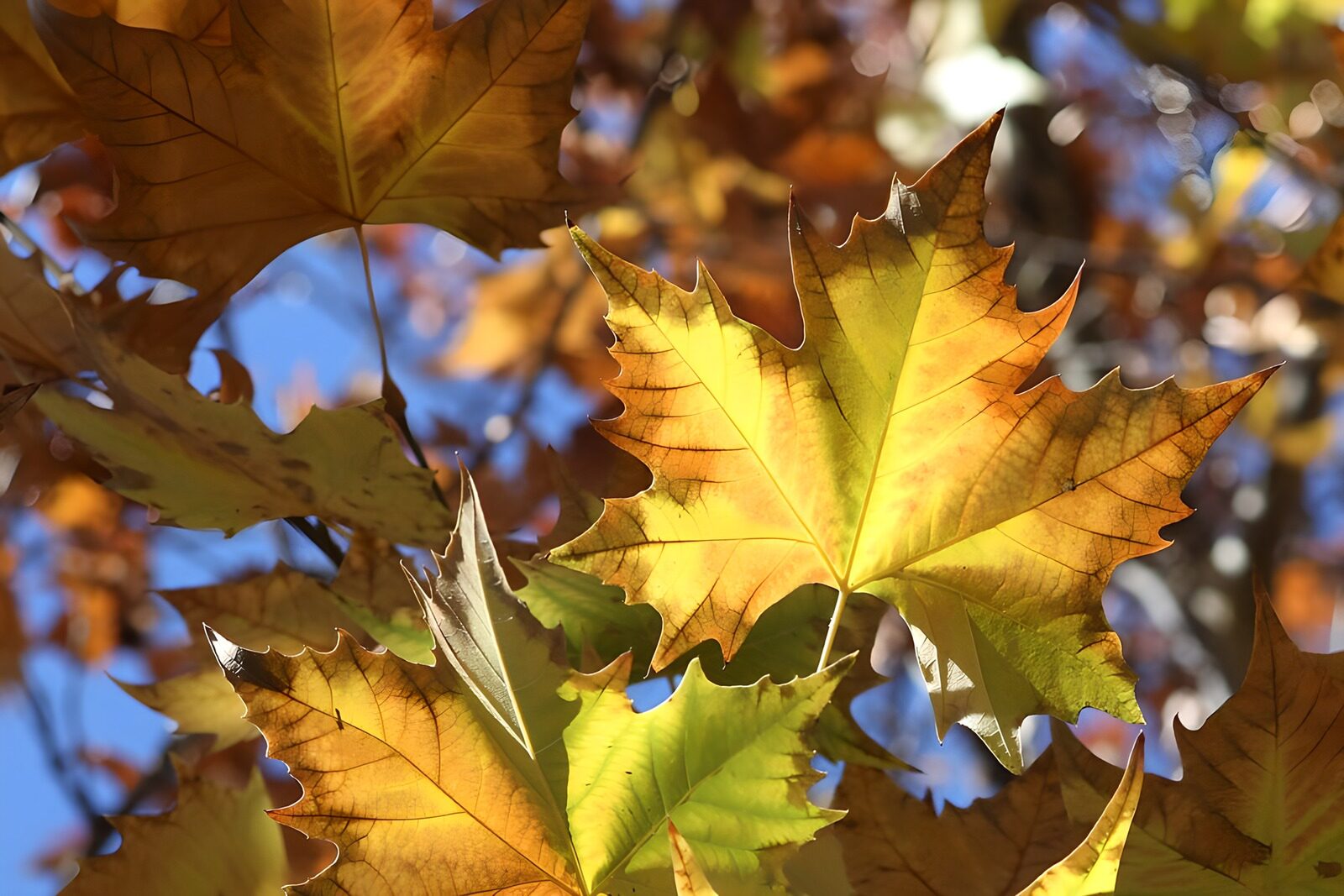 TP64010: Kleurrijke herfstbladeren in de zon