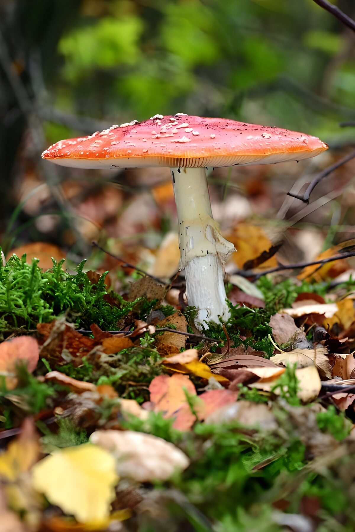Vervaarlijke vliegenzwam in het bos