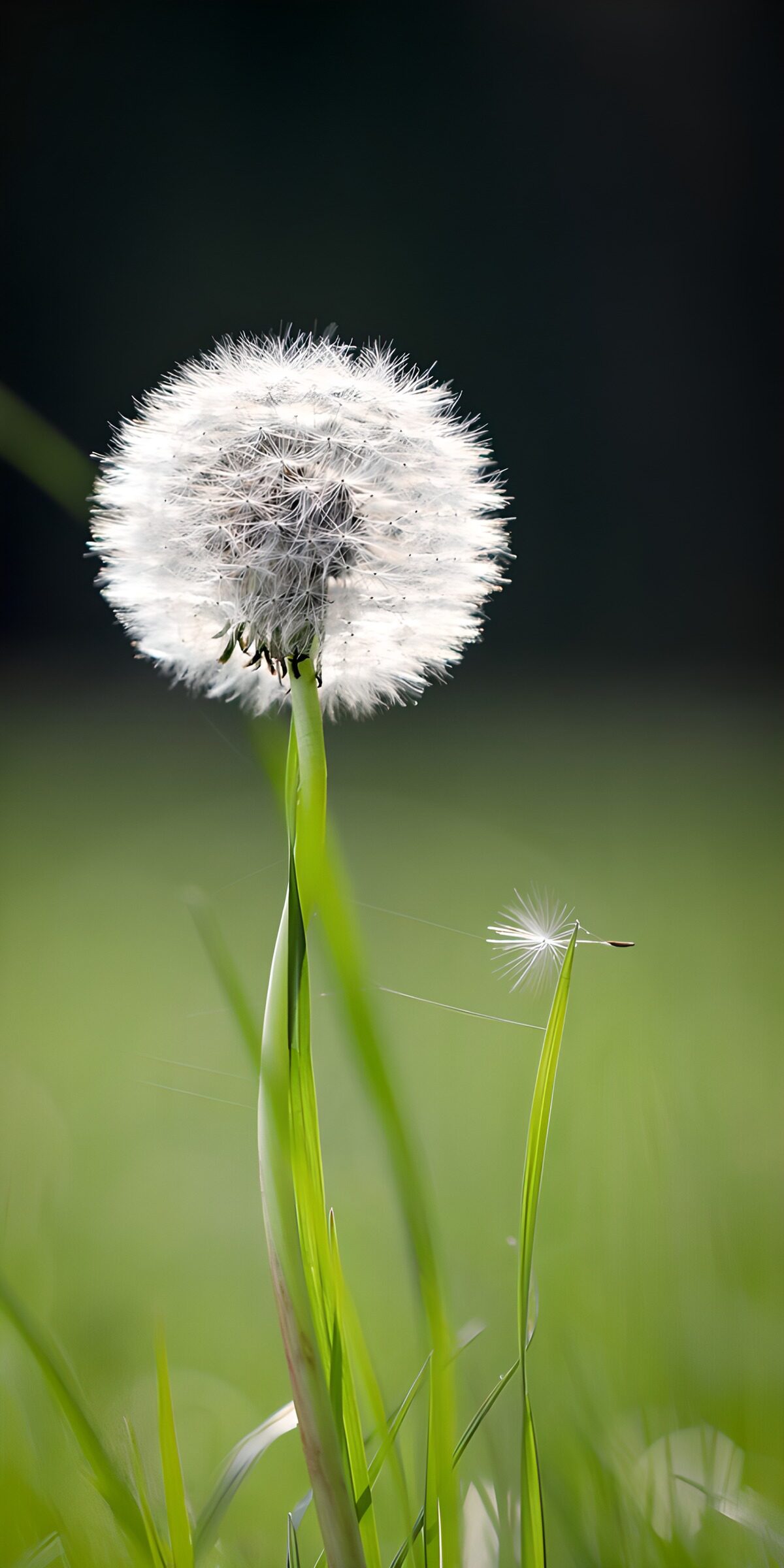 TP25724: Paardenbloem 1