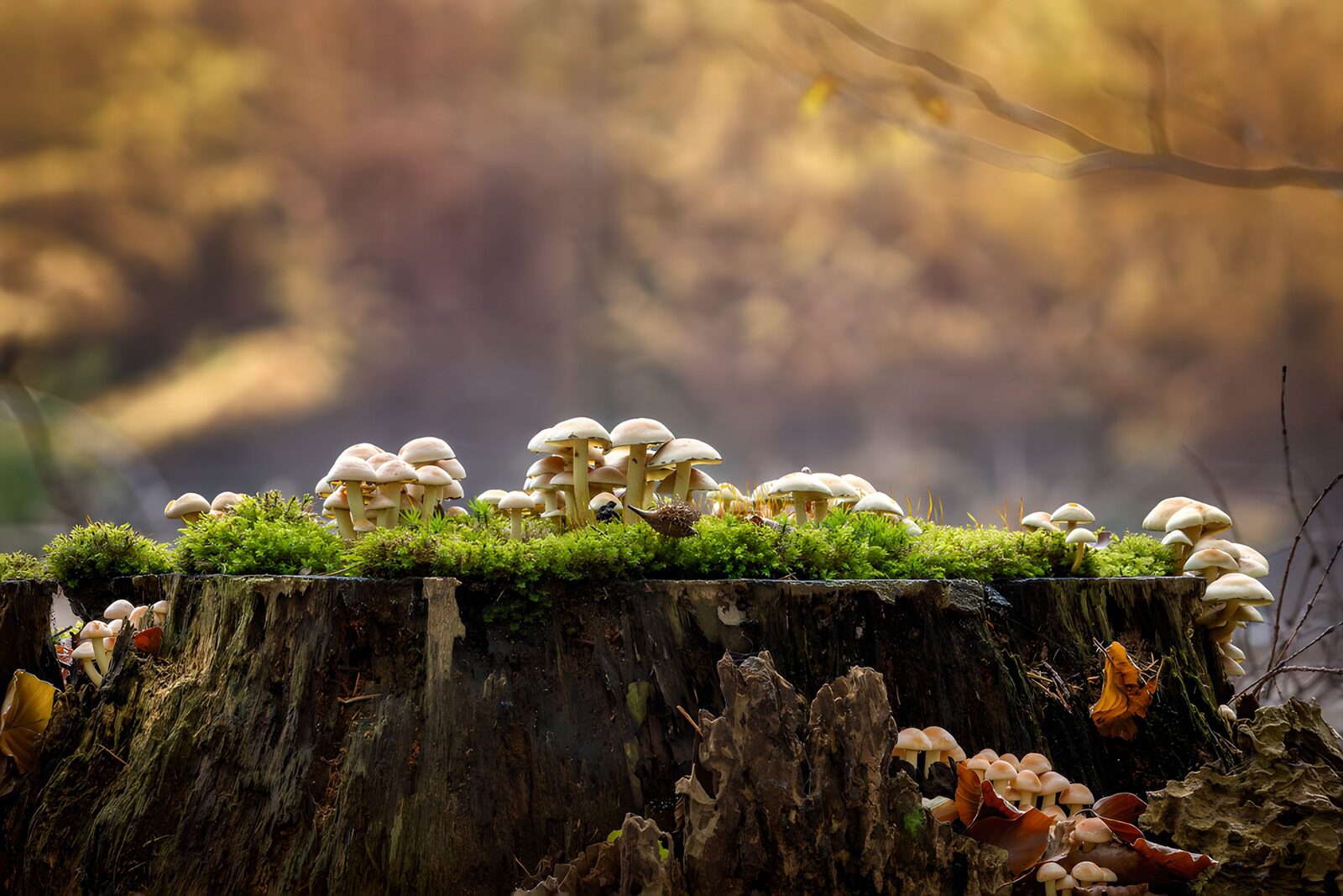 TP79407: Paddenstoelen op een boomstronk