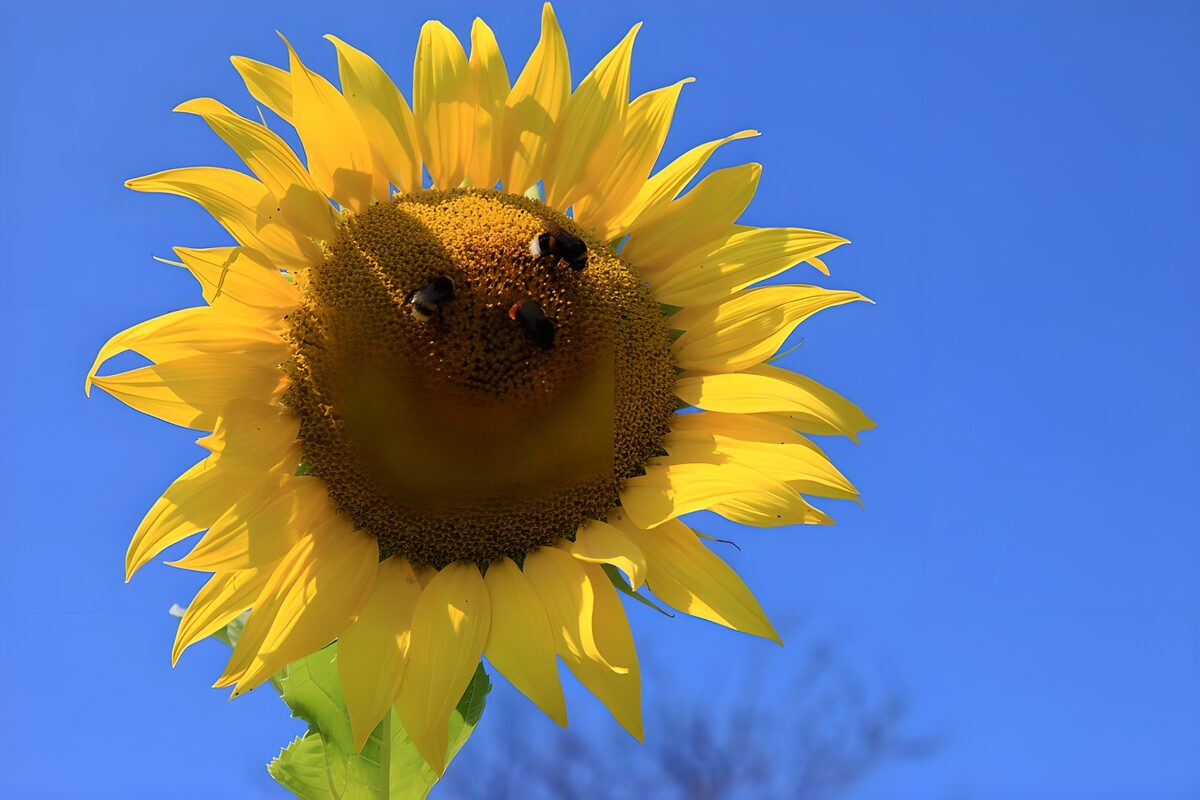 TP32136: Zomerse Zonnebloem met Bijen