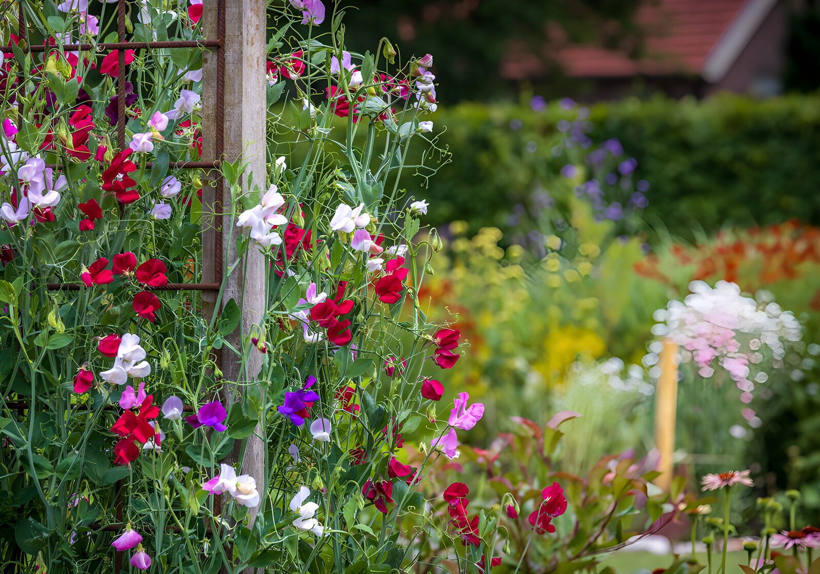 TP18672: Lathyrus langs houten klimrek
