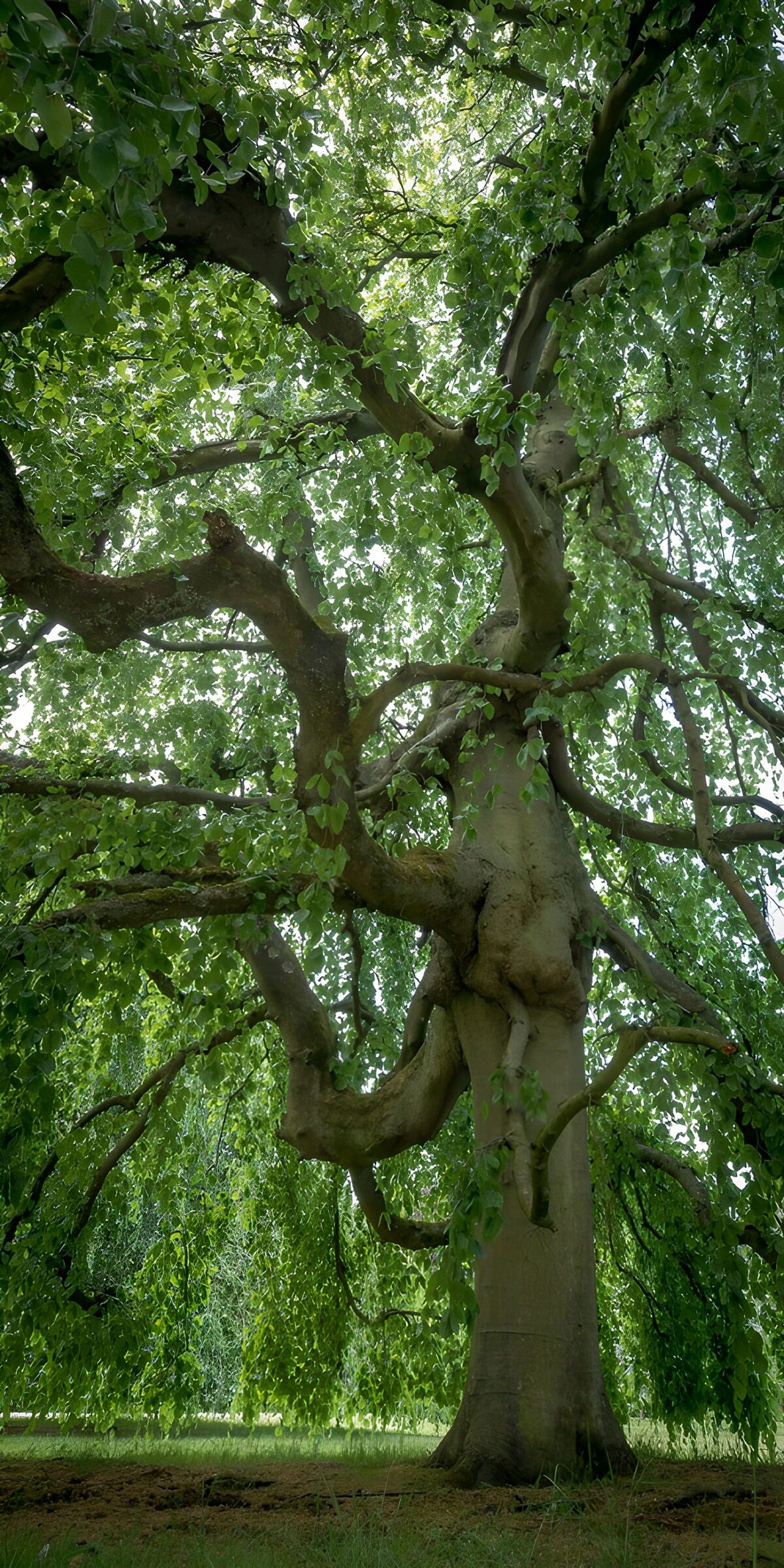 Majestueuze boom met weelderig loof
