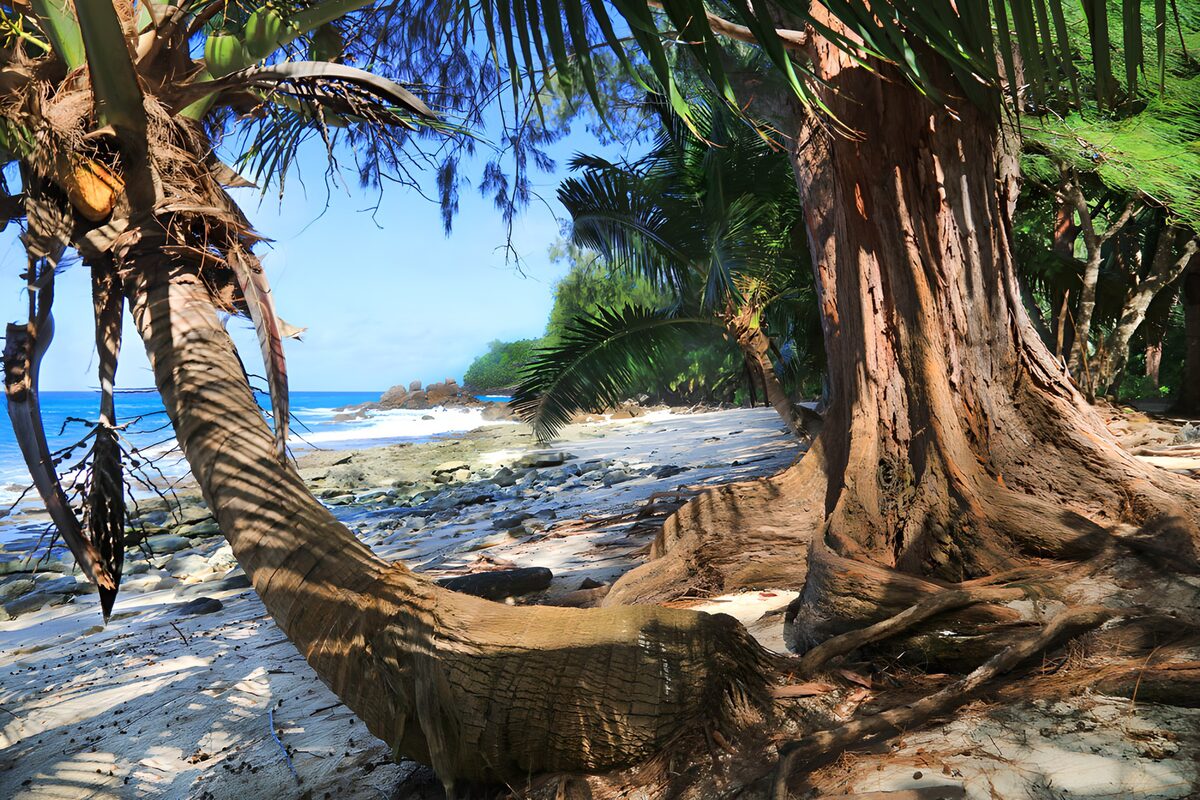 TP79096: Tropisch strand met palmboom