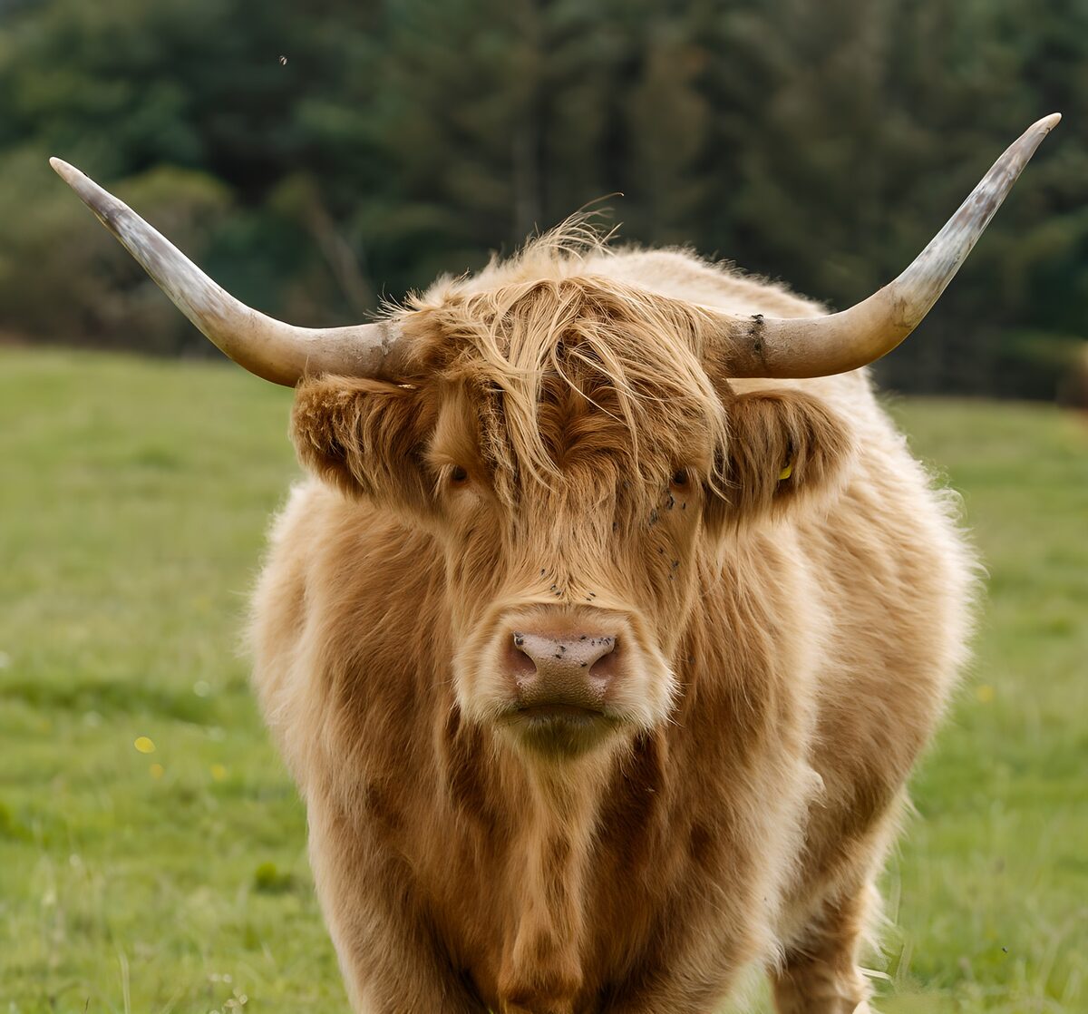 Schotse Hooglander in het Groene Gras