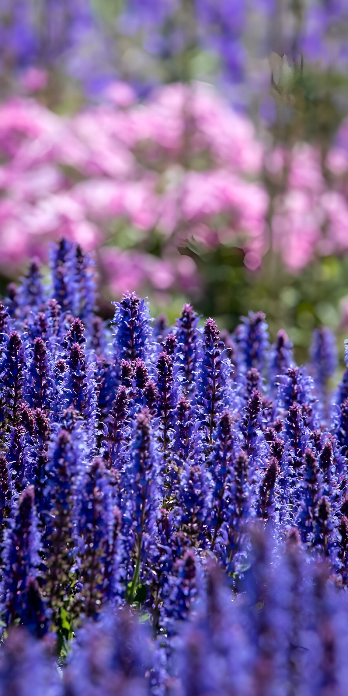 TP21957: Agastache paars
