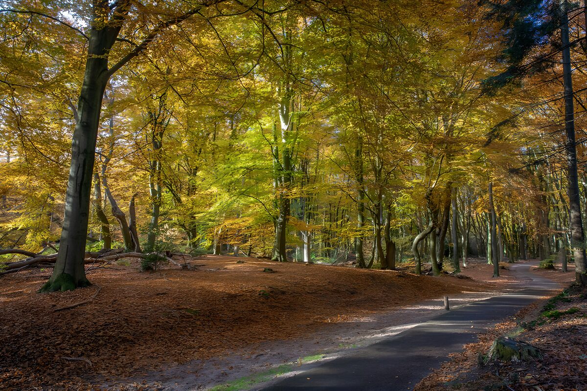 Kleurrijke herfstwandeling in het bos