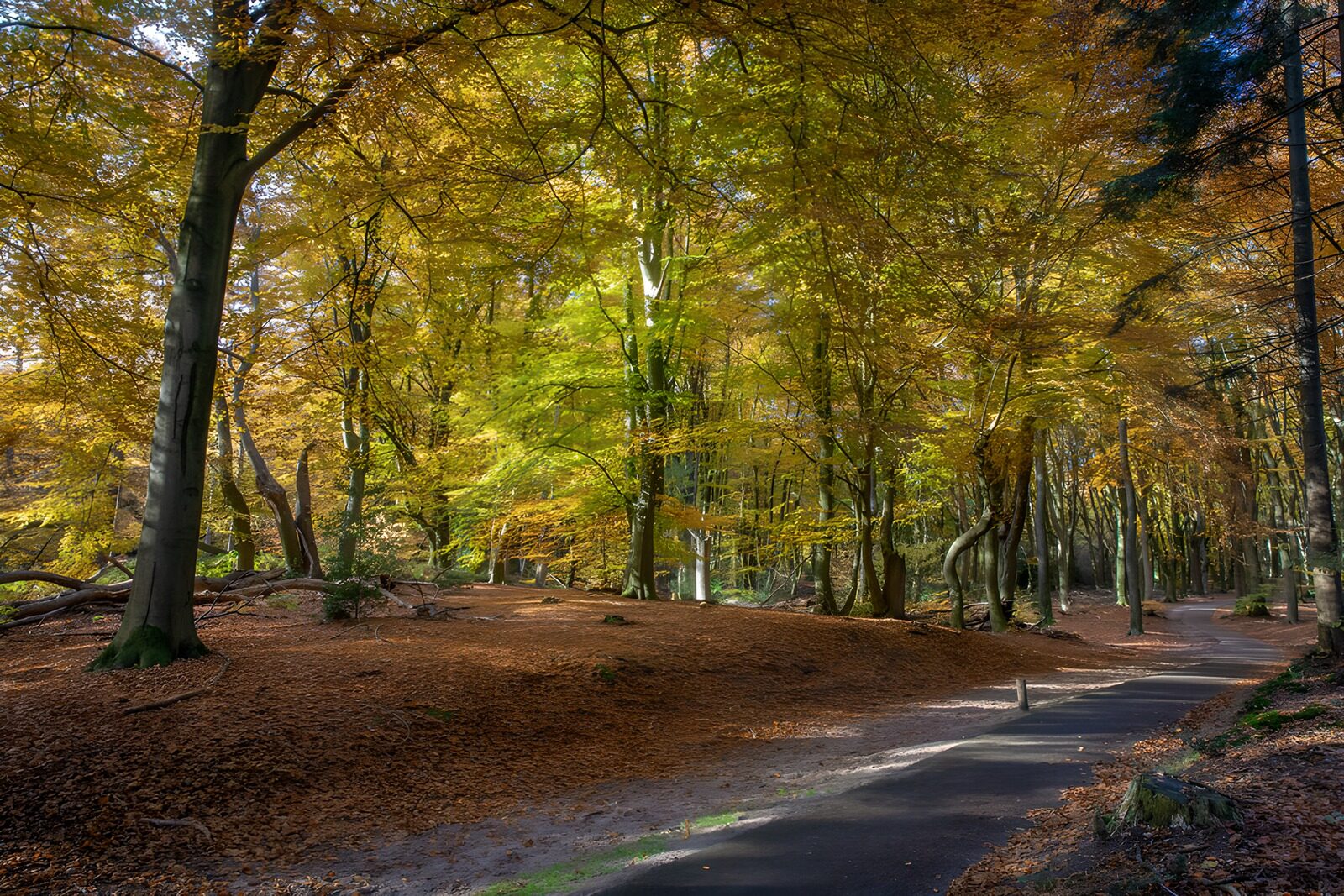 TP54748: Kleurrijke herfstwandeling in het bos