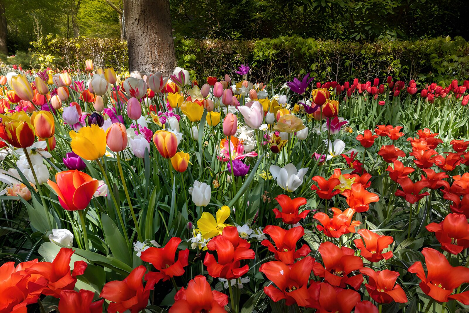 TP87441: Kleurrijke Tulpenzee in de Lente