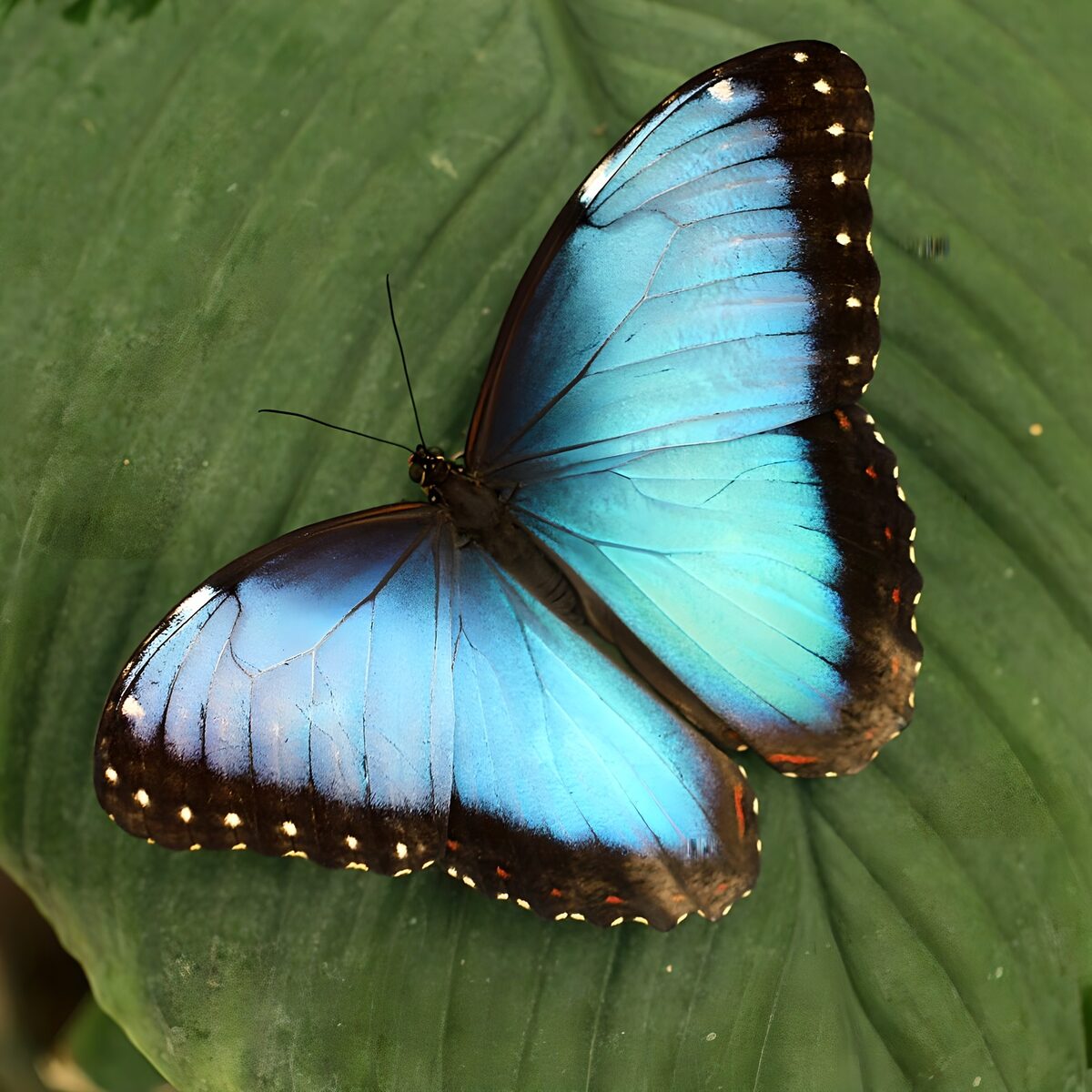 Lichtblauwe vlinder heideblauwtje op blad