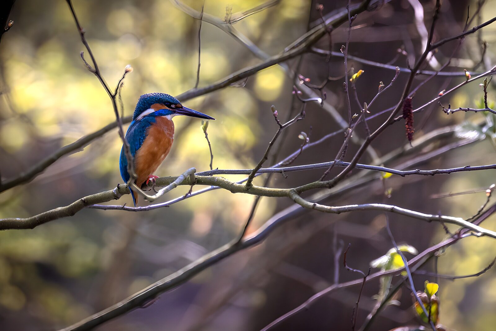 TP92166: IJsvogel op een tak in de natuur