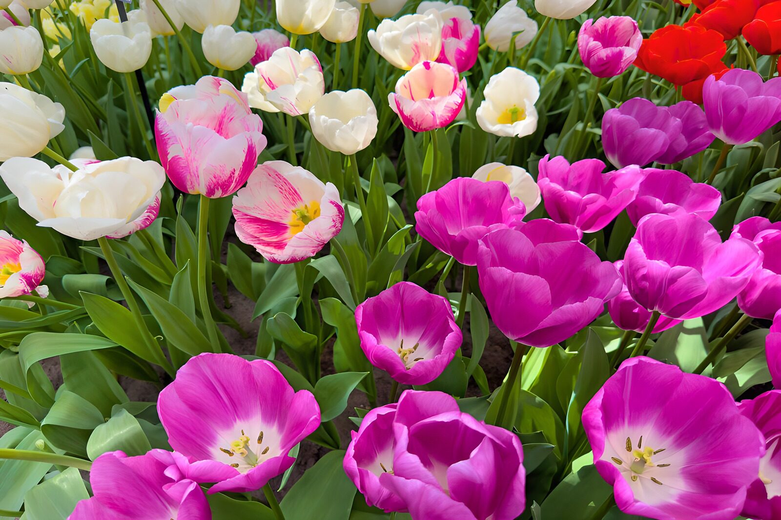TP66683: Kleurrijke tulpen in volle bloei