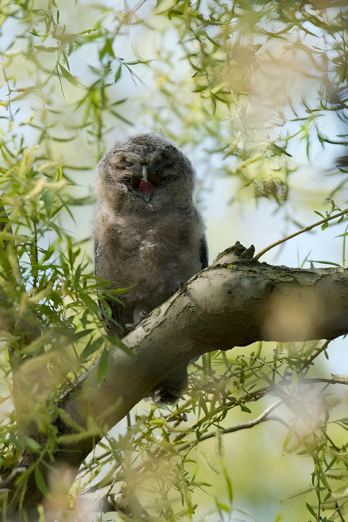 TP94652: Jonge uil op tak